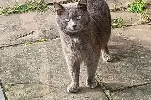 Chat trouvé Saint-Brice, photo: Trouvé chat mâle, gris foncé ressemblant à un chartreux, Saint-Brice, Île-de-France