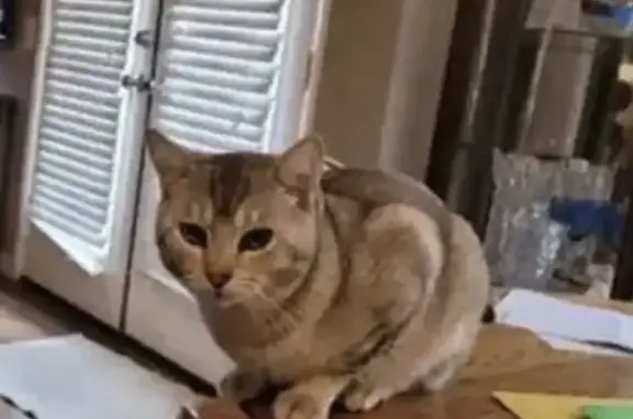 Lost Кошка, Lonetree Boulevard, 6835, Rocklin - photo