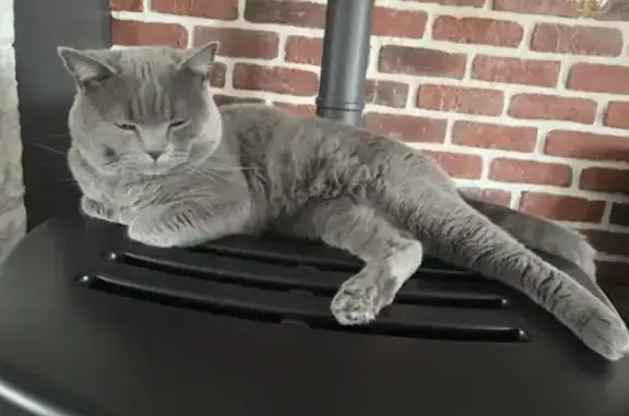 Chat perdu, Paris, photo: Perdu chat mâle, Rue d'Artois, Isbergues, Paris - Chartreux gris, 3 ans