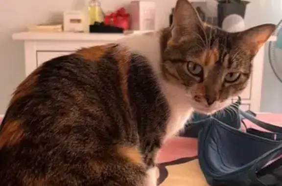 Se busca: Gata tricolor perdida en Alcalá