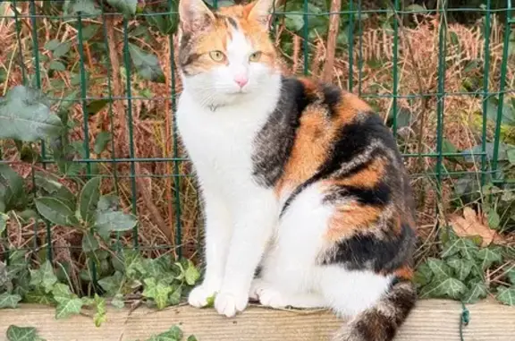 Chat perdu, Tarnos, photo: Perdu chat femelle, Rue Grand Jean, 35, Tarnos - porte un collier noir