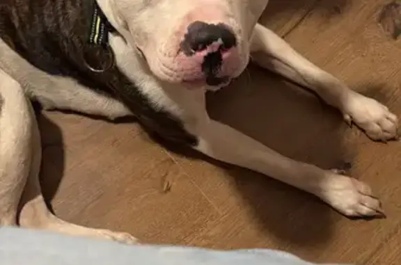 Perro Amstaff Tricolor Encontr...