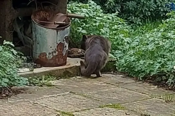 Animaux trouvés Blain, photo: Trouvé chat homme, La Guérinais, 1419, Blain - type chartreux, assez peureux