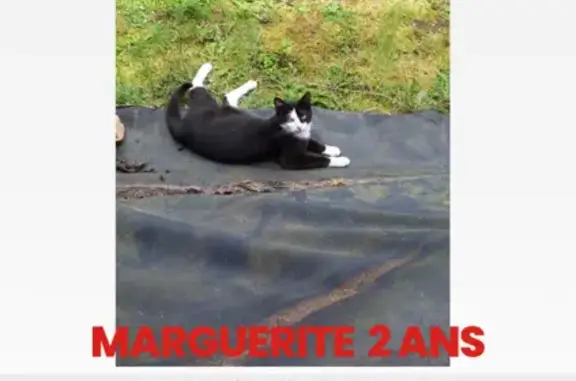 Perdu chat femelle, Rue des Pommiers, 8, Châtenois-les-Forges - robe noire et blanche, yeux verts - photo