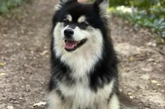 Animaux perdus Lyon, photo: Chien disparu Fille, Lyon (fl586296)