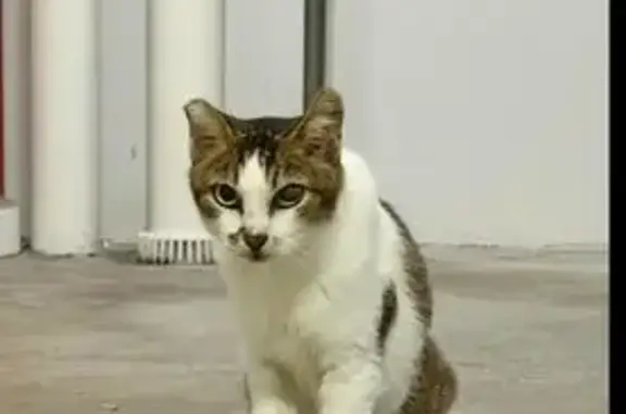 Missing cat Singapore, photo: Lost Cat: White/Black/Brown, Needs Care