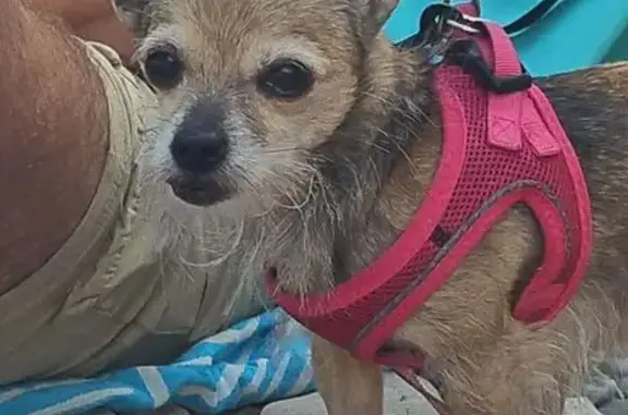 Animaux perdus Paris, photo: Chien perdu, Beaumes-de-Venise, Paris - femelle croisée York-chihuahua
