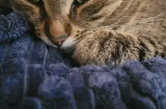 Perdu chat femelle, Rue d'Antibes, 148, Cannes - tigrée avec grain de beauté - photo