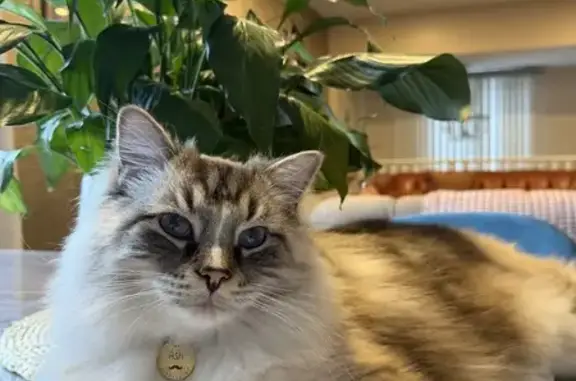 Lost Male Cat, Armanda Street, Windsor - Neutered Ragdoll - photo