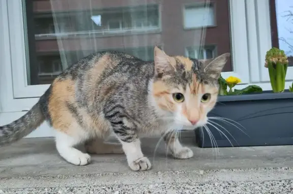 Animaux trouvés Amiens, photo: Trouvée chatte tricolore et tigrée, Place Vogel, 35, Amiens