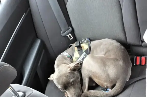 Grey with white paws and chest. Has a black coat on and a collar with tag information.