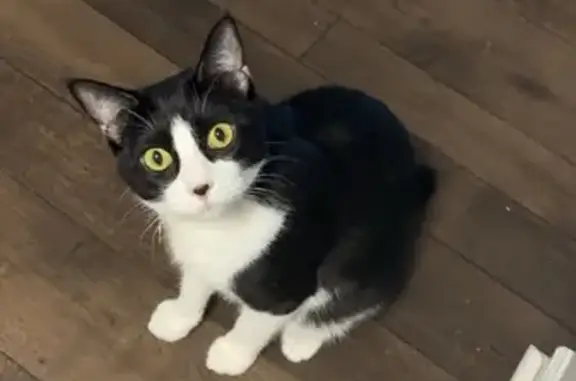 Lost Кошка, Male, White Bluff Road, Savannah - black and white tuxedo cat - photo