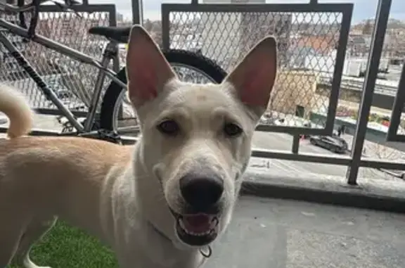 Found dog New York, photo: Found dog Female, New York (usf532577)