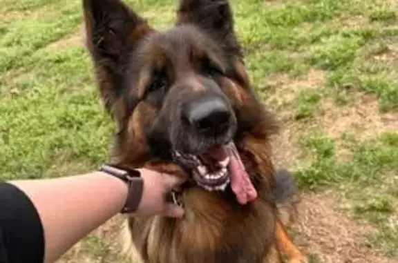 Lost Собака Female, Farm-to-Market Road 561, 1722, Siloam - Black and red long hair German Shepard - photo