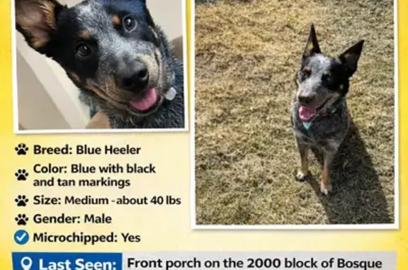 Lost Собака, Male, Bosque Boulevard, 2242, Waco - blue color, timid - photo