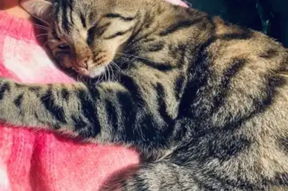 Perdu chat mâle, Rue Charles Péguy, 25, Saint-Barthélemy-d'Anjou, Trélazé - très sociable et miaule beaucoup - photo