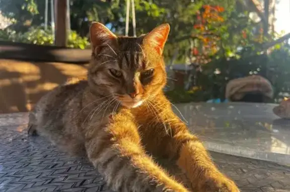 Chat perdu, Annecy, photo: Perdu chat femelle, Annecy, Auvergne-Rhône-Alpes - tigrée/marron-noir avec des reflets chauds