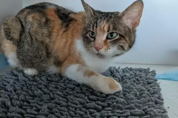 Animaux trouvés Paris, photo: Trouvé chat, Ménéac, Bretagne - fracture à l'antérieur
