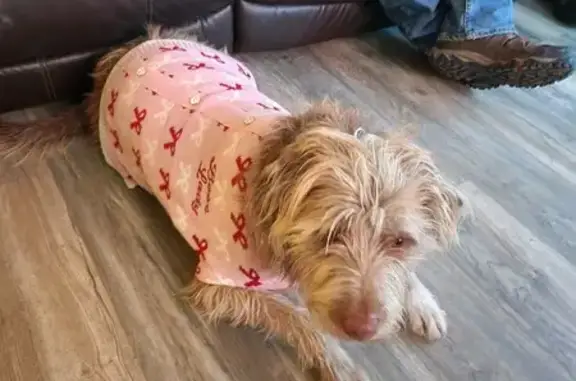 Lost Dog, Female, Butte, Montana - Friendly, brown pup with white chest - photo