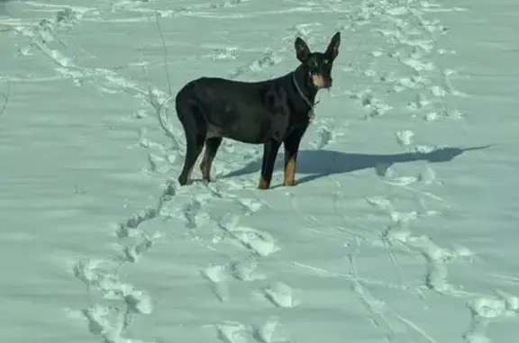 Lost Собака, Female, Vermont Route 114 South, 3363, Norton - Black and tan doberman pinscher - photo