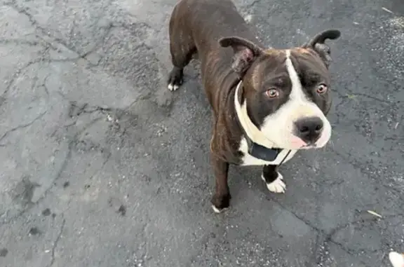 Lost Собака, West Flagler Street, 32, Miami - Male Pit bull - photo