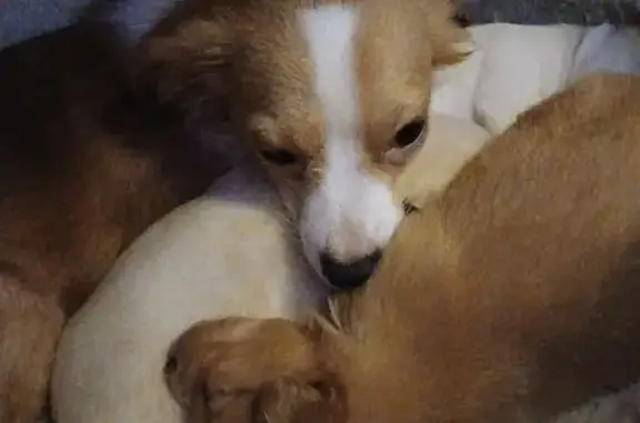 Lost Собака Female, Columbia, Missouri - reddish Brown with white neck - photo