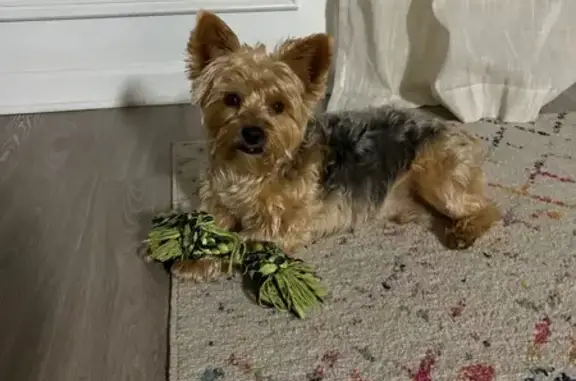 Lost Собака, Male, Gonzaga Circle, 537, Hampton - Yorkie with tan and dark gray/black fur - photo