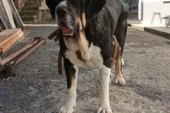 Perra Mastín Perdida en Gijón:...