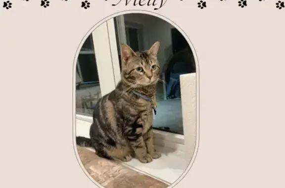 Missing cat Dallas, photo: Lost Кошка, Windsor Drive, 21, Dallas Township - black brown with a white chin