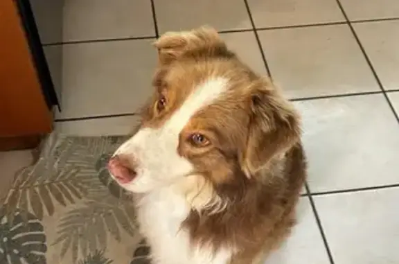 Animaux trouvés Poitiers, photo: Trouvé Chien, Route de Nouaillé, 91, Poitiers - Berger australien