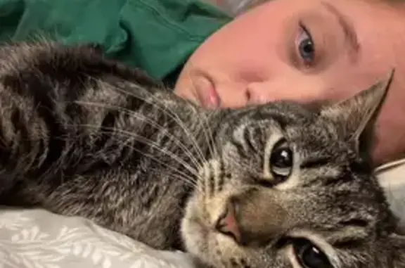 Lost Кошка, Southwest Berkeley Lane, Beaverton - табби с ярко-зелеными глазами - photo