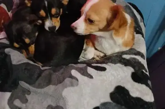 Lost Собака, Columbia, Missouri - reddishbrown with white neck - photo