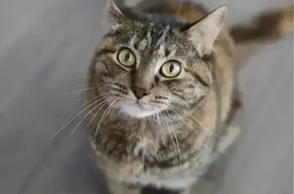 Lost Female Cat, Winstead Court, Sunnyvale - brown tabby with yellow-green eyes - photo