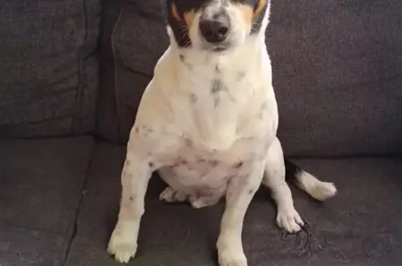 Lost Собака, Gladeview, Miami - black and white Jack Russell - photo