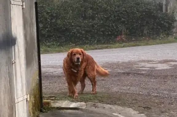 Animaux trouvés Pamiers, photo: Trouvé chien homme, Puycasquier, Occitanie, Pamiers - chien roux avec collier