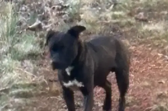 Found Собака, Male, Snuggs Road, Porter - Pit mix, brownish red - photo