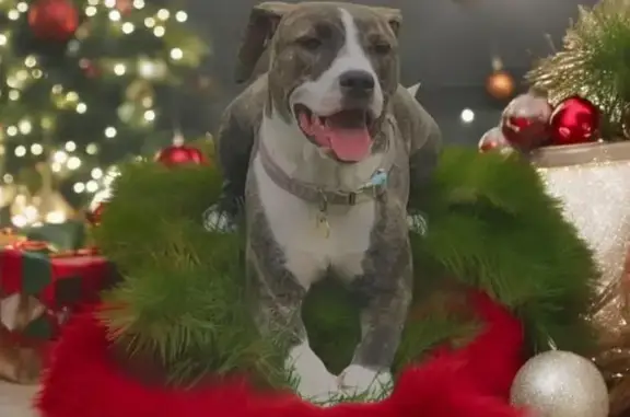Lost Собака Female, North Lofgren Road, 1908, Rolling Prairie - brindle, skiddish - photo