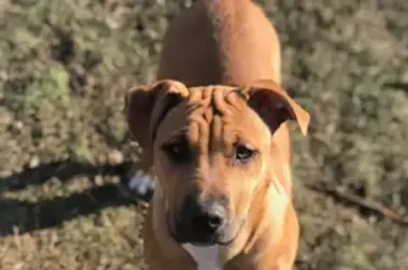 Lost Собака, Male, North Lofgren Road, 1908, Rolling Prairie - Golden/Tan and very friendly - photo