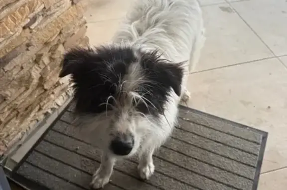 Animaux trouvés Hasparren, photo: Trouvé Chien Homme, Sohano, 30, Hasparren