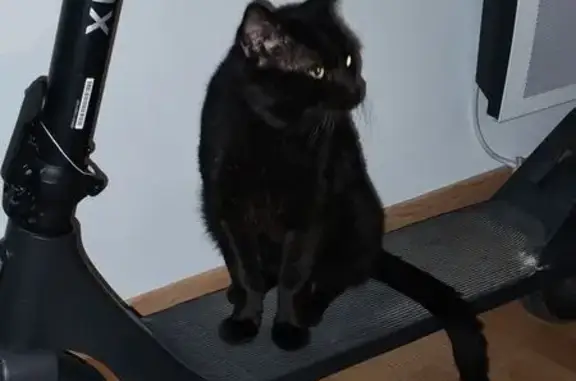 Perdu chat mâle, Rue Henri Rossignol, 6, Vigneux-sur-Seine - noir, 3 ans - photo