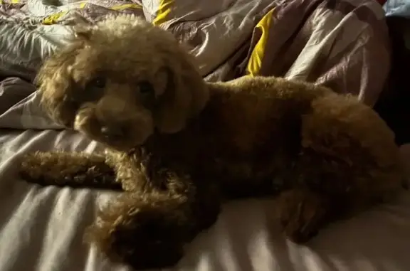 Lost Dog, Female, Enright Avenue, 4428, St. Louis - Super spoiled and clingy - photo