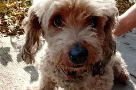 Tiene dos moños amarillos pegados en cada oreja. De pleaje rizado café con la cola cortita, y con collar rojo con placa ilegible.