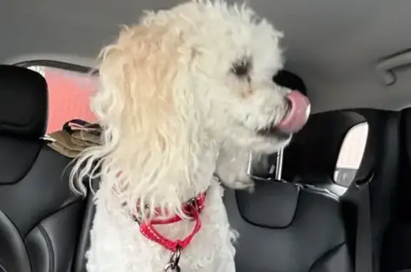 Lost Собака Female, Flint Street, 83, Salem - White hair - photo