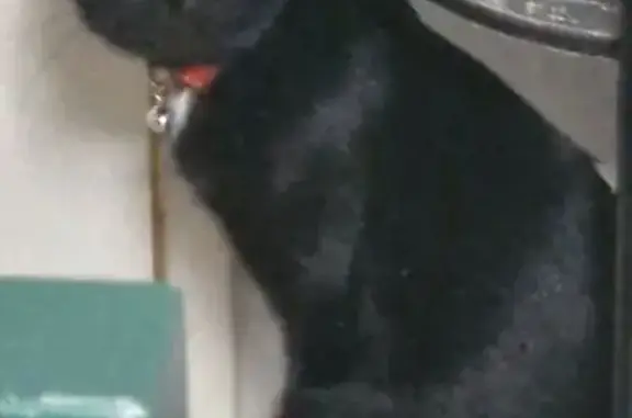 Perdu chat femelle, Rue Alexandre Lecherbonnier, 28, Issoudun - noir avec une tache blanche - photo