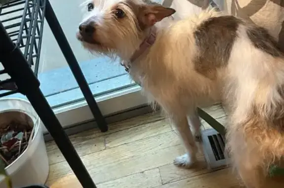 Lost Собака, Female, West 163rd Street, Olathe - photo