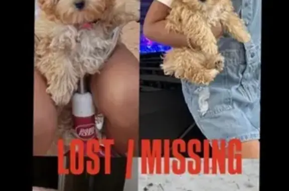 Lost Собака, Female, South Nachita Drive, 122, Dallas - short tail and fluffy - photo