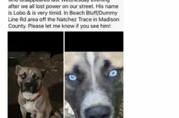 Lost Собака, Male, Canton, Mississippi - Tan/white with white eyes - photo