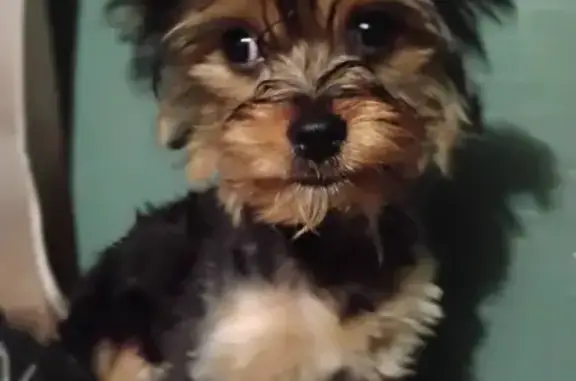 Lost Собака, Male, Strickland Street, 1015, Dallas - Black with brown - photo