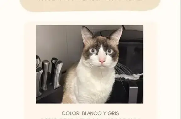 ¡Gato Perdido en Elx! Blanco, Gris y Marrón