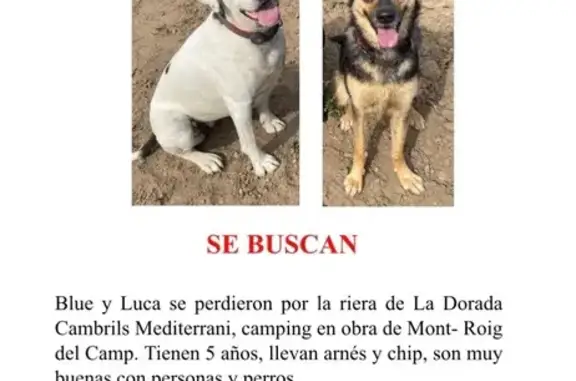 Perros Perdidos en Cambrils: ¡...